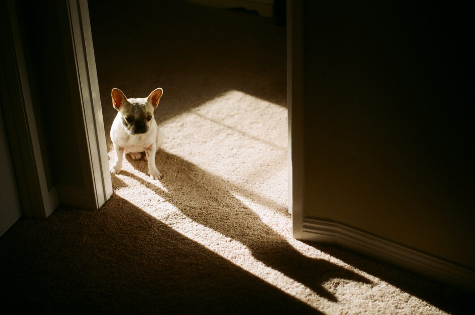 Wie verhindert man, dass mein Hund sein großes Geschäft im