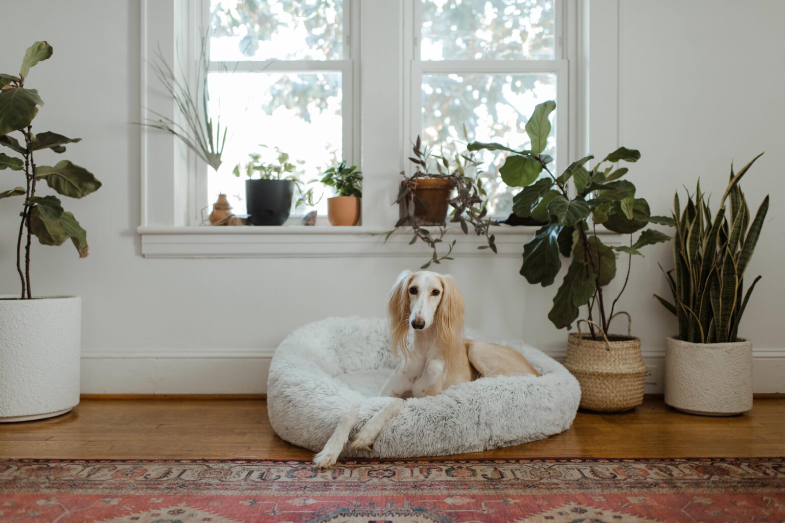 Wie verhindert man, dass mein Hund sein großes Geschäft im